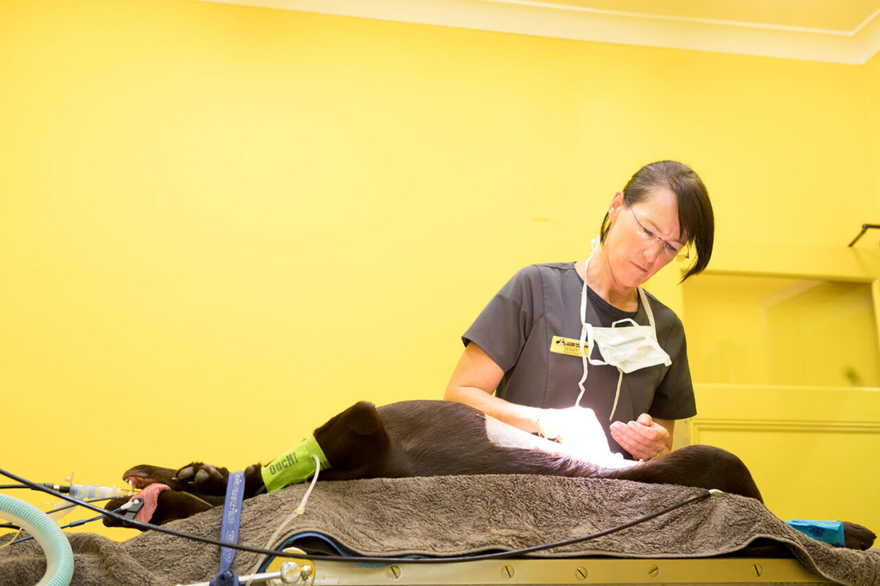 Anaesthesia For Your Pet - Sutherland Vet Clinic