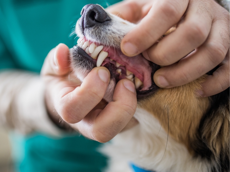 vet examines dog's teeth