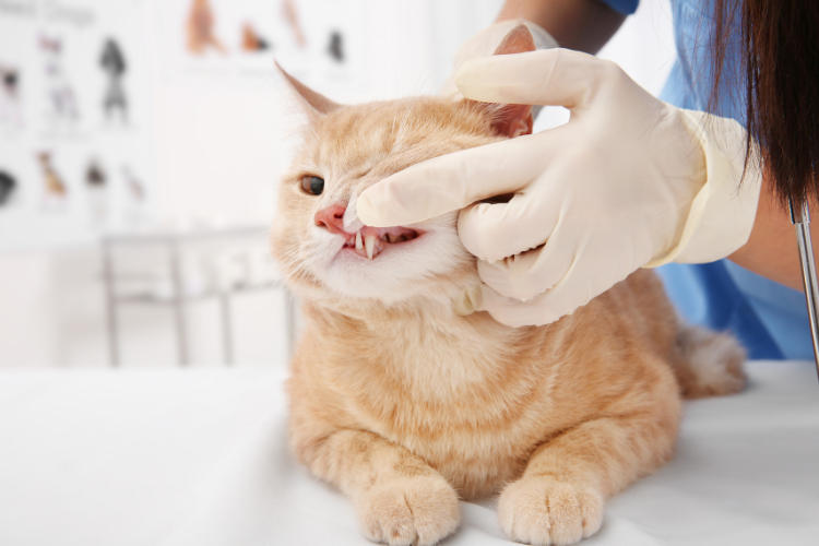 cat dentist checkup